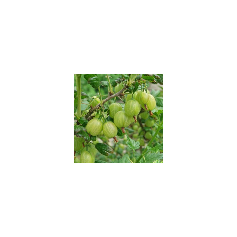 Uva crispa branca
