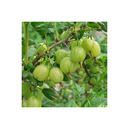 Uva crispa branca
