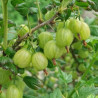 Uva crispa branca