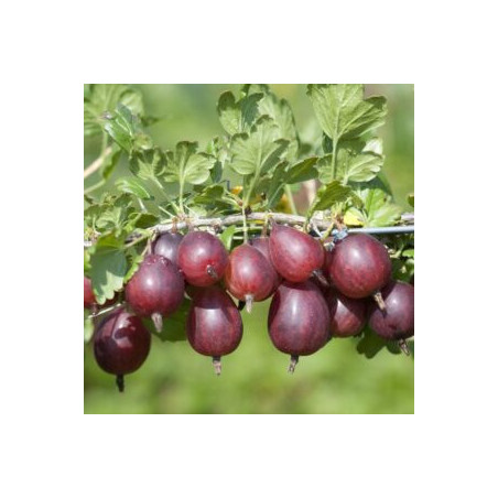 Uva crispa vermelha