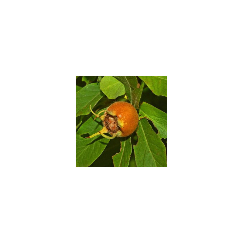 Nespereira Européia