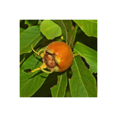 Nespereira Européia