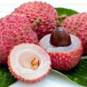 Litchia