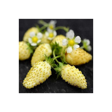 Morango Amarelo Alpino