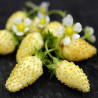 Morango Amarelo Alpino