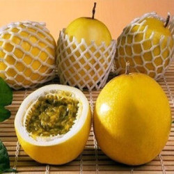 Maracujá Amarelo Gigante