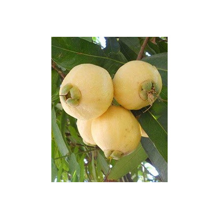 Jambo Amarelo