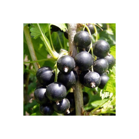 Groselha Preta