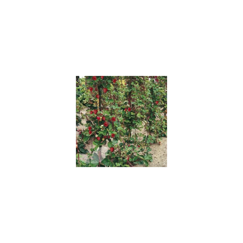 Morangueiros de Trepar