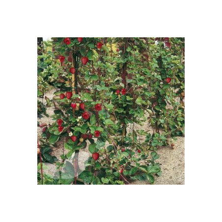 Morangueiros de Trepar