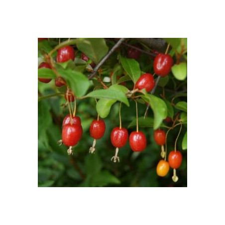 Eleagnus Multiflora (Gumi do Japão)