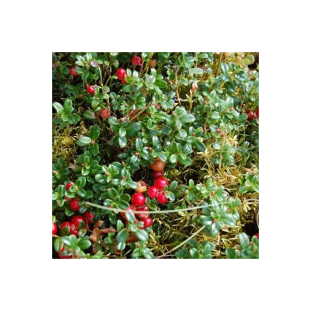 Arando de Frutos Grandes