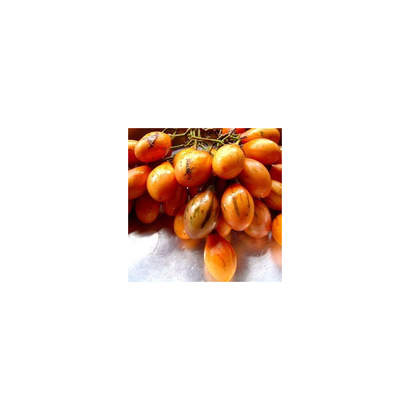 Tamarilho Laranja