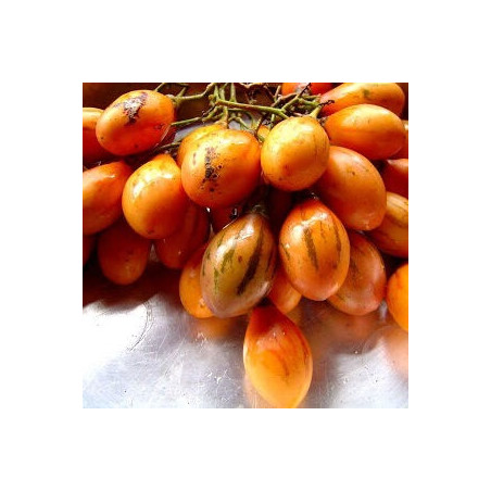 Tamarilho Laranja