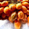 Tamarilho Laranja