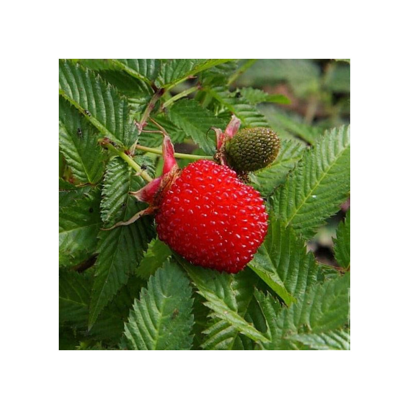 Framboesa Morango