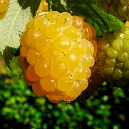 Framboesa Amarela