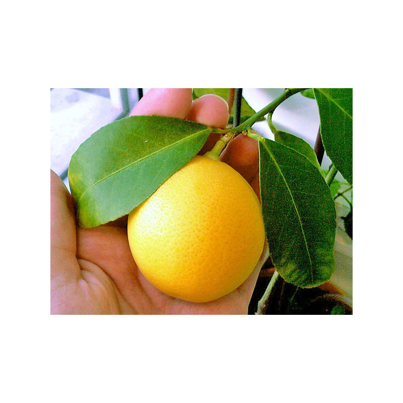 Limão Meyer ( Citrus X Meyeri)