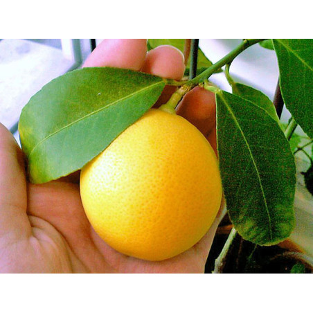 Limão Meyer ( Citrus X Meyeri)