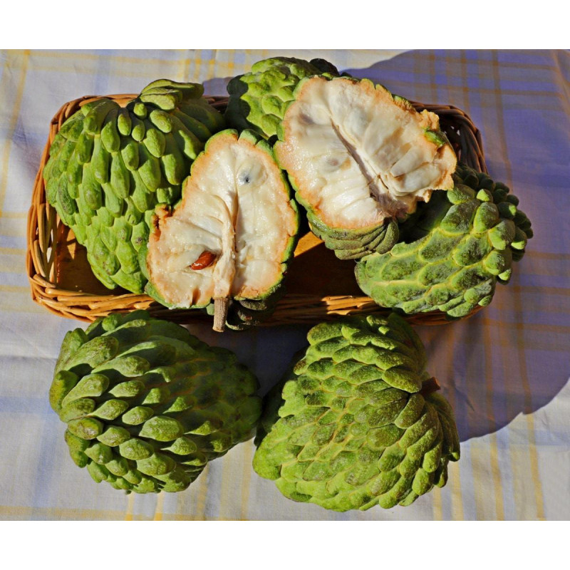 Annona Atemoia