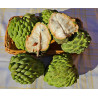 Annona Atemoia