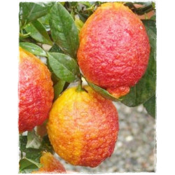 Limão Vermelho ( Citrus Lemon Var. Red)