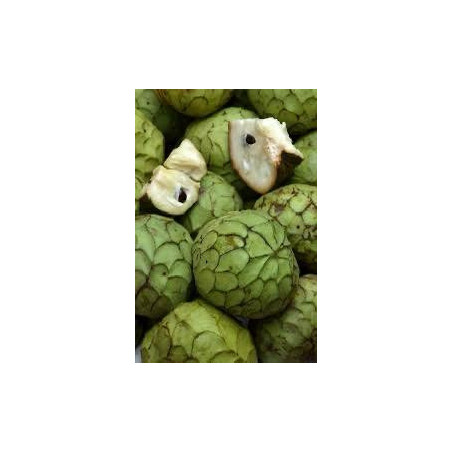 Anonna Cherimoia