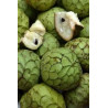 Anonna Cherimoia
