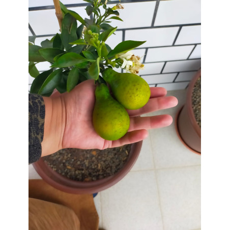 Limão Pera ( Citrus Lemon)