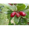 Fruta do milagre (Synsepalum dulcificum)