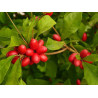 Fruta do milagre (Synsepalum dulcificum)