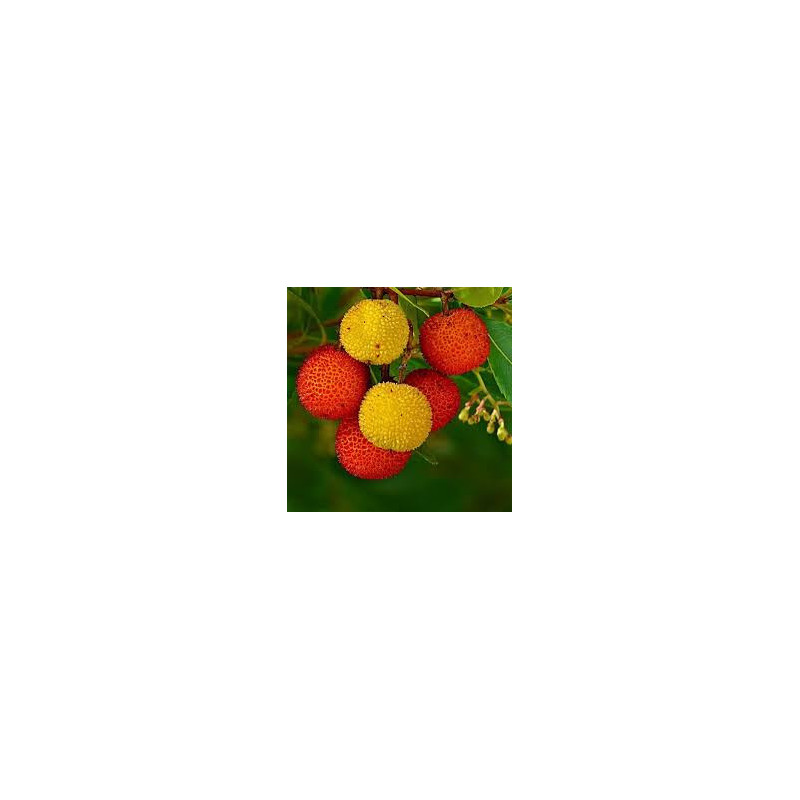 Medronho (Arbutus Unedo )