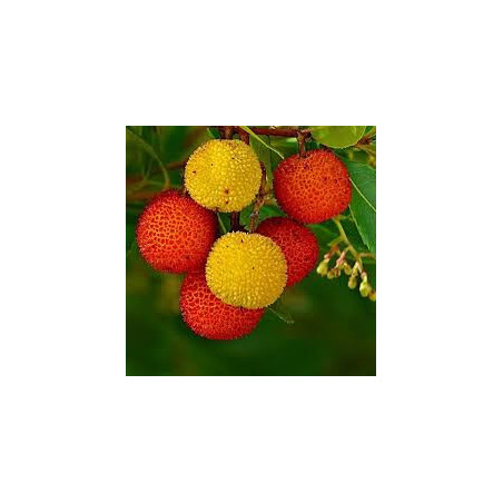 Medronho (Arbutus Unedo )
