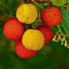 Medronho (Arbutus Unedo )