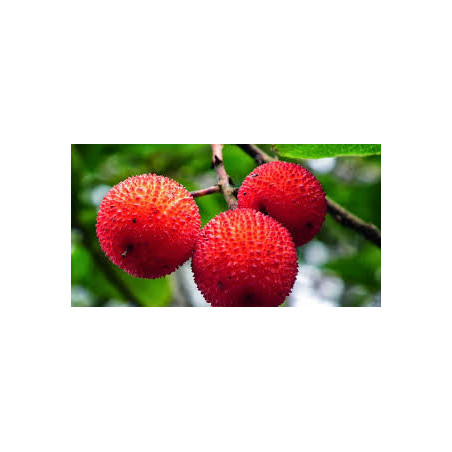 Medronho Atlantic ( Arbutus Unedo)
