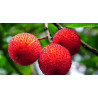 Medronho Atlantic ( Arbutus Unedo)
