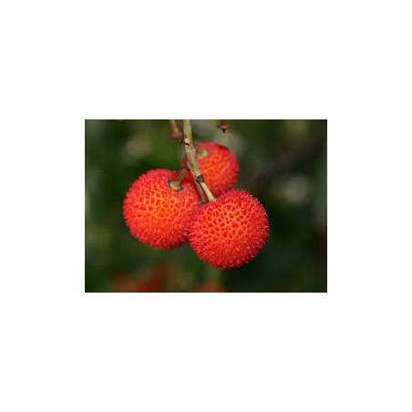 Medronho Compacta ( Arbutus Unedo)