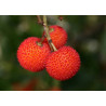 Medronho Compacta ( Arbutus Unedo)