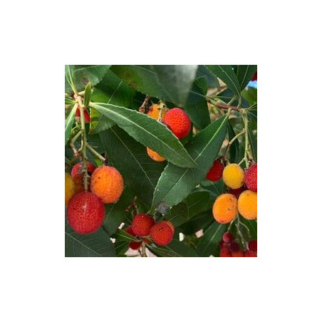 Medronho Rubra( Arbutus Unedo)