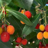 Medronho Rubra( Arbutus Unedo)