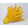 Limão Mão de Buda ( Citrus Medica Var. )