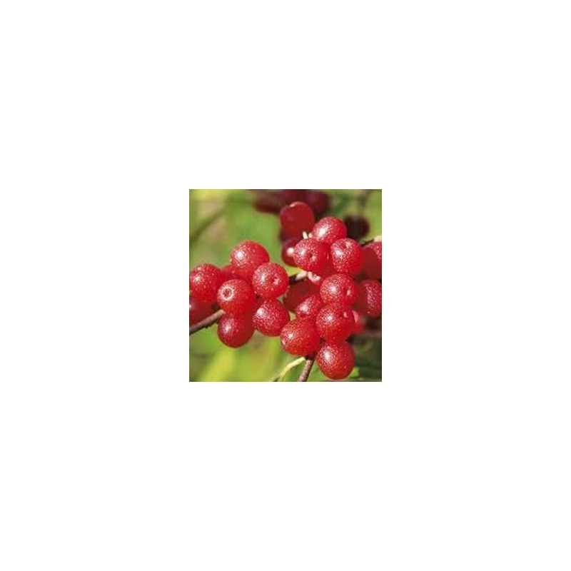 Groselha dos Açores Amoroso ( Elaeagnus umbellata )