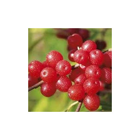 Groselha dos Açores Amoroso ( Elaeagnus umbellata )