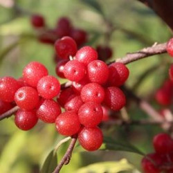 Groselha dos Açores Sweet´n Sour ( Elaeagnus Umbellata)