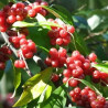 Groselha dos Açores Sweet Milan ( Elaeagnus Umbellata)