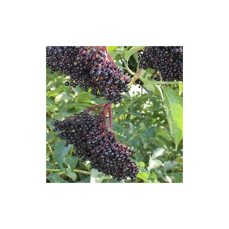 Sabugueiro Haidegg 13 ( Sambucus Nigra)