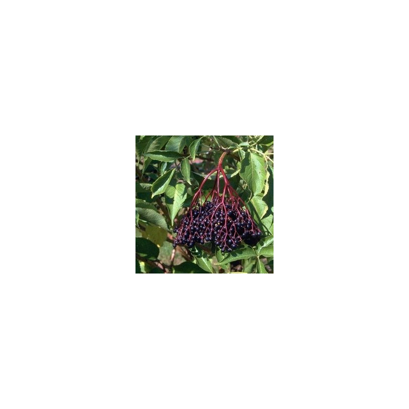 Sabugueiro Haidegg 17 ( Sambucus Nigra)