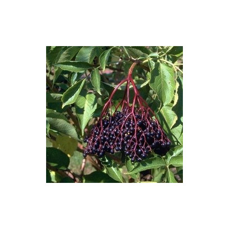 Sabugueiro Haidegg 17 ( Sambucus Nigra)