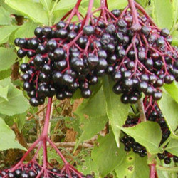 Sabugueiro Haschberg ( Sambucus Nigra)