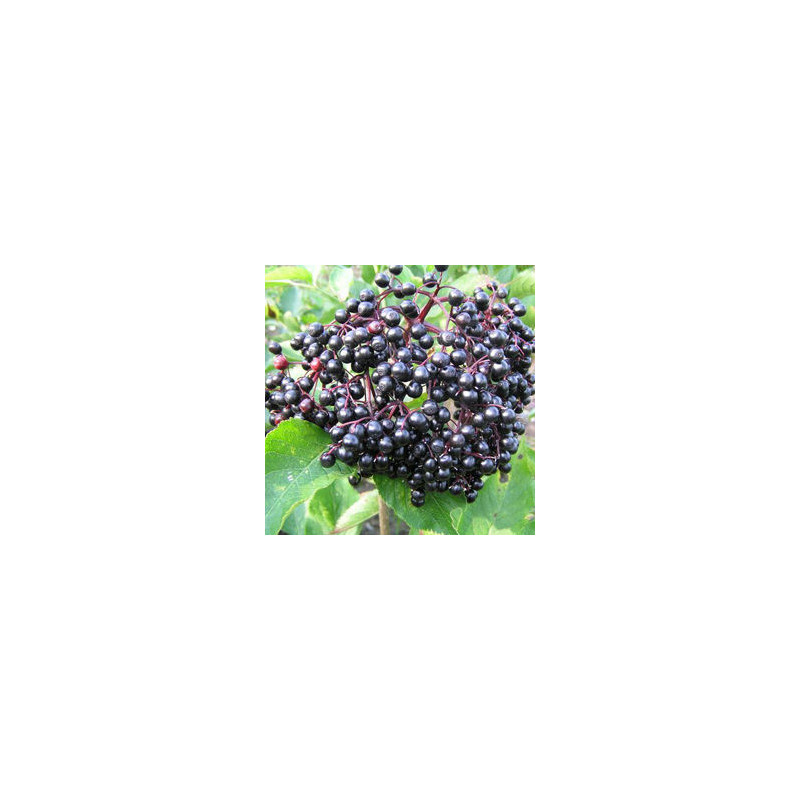 Sabugueiro Korsor ( Sambucus Nigra)